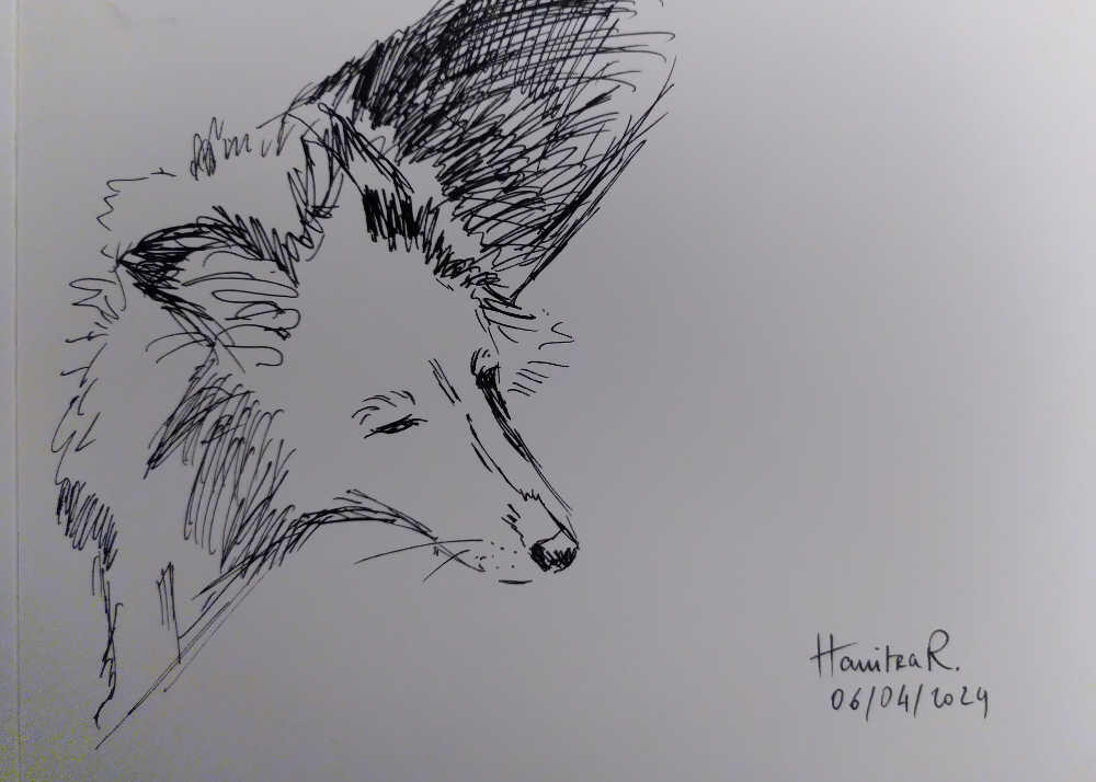 croquis chien