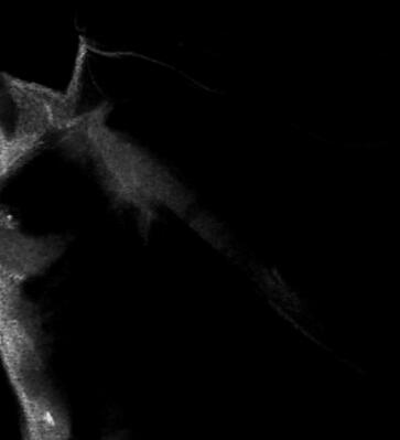 noir et blanc corps