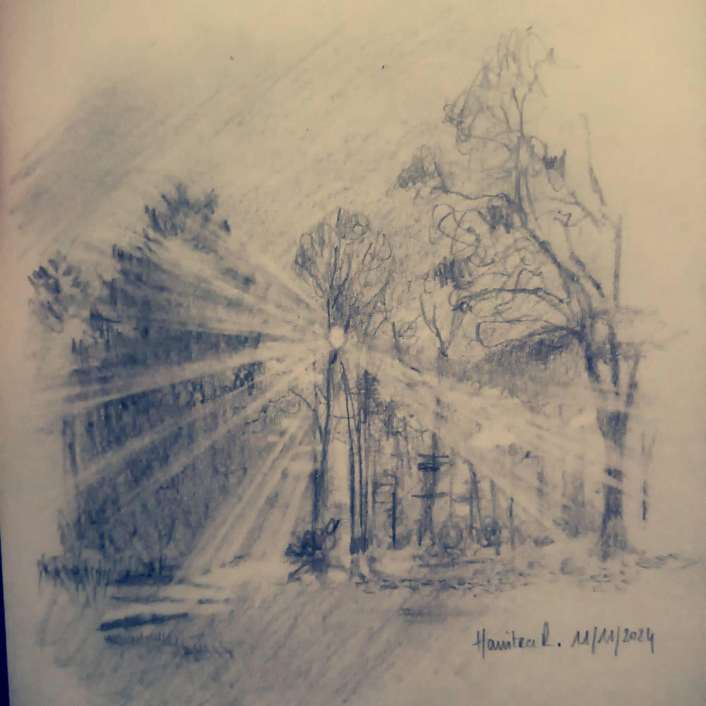 croquis forêt rayons