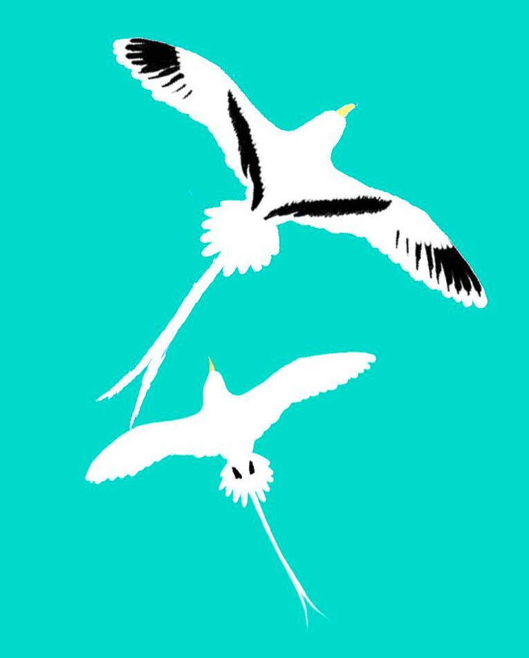 Oiseaux sur fond bleu Oiseaux sur fond bleu